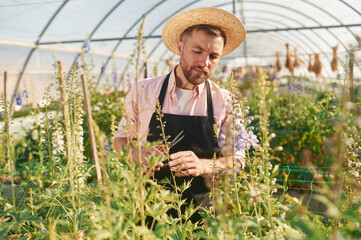 Obraz premium Man in greenhouse is working with plants