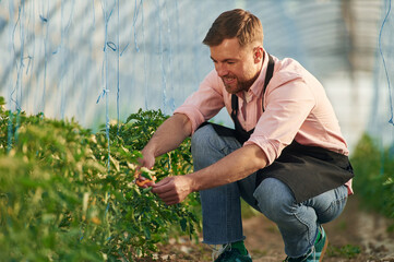 Taking care by using scissors. Man in greenhouse is working with plants