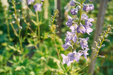 Beautiful plants or flowers in the greenhouse