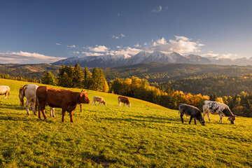 Cows grazing peacefully in a lush green field with the majestic Tatra Mountains in the background....