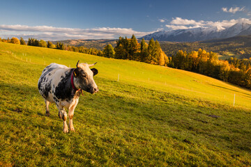 Cows grazing peacefully in a lush green field with the majestic Tatra Mountains in the background....
