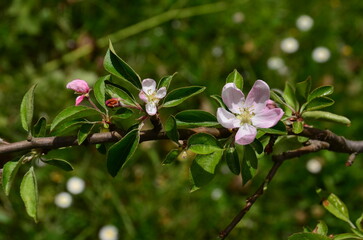 pink flowers in the garden