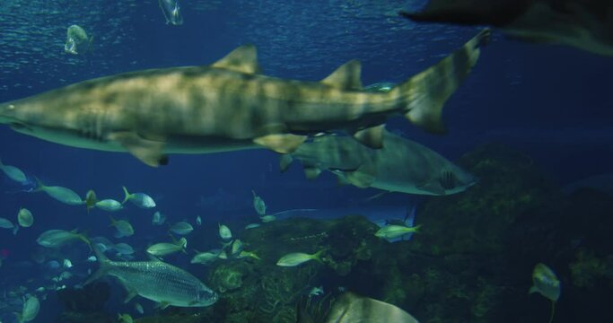 Sharks at the Toronto City Aquarium, Canada. This aquarium offers a unique opportunity to see a shark up close and admire its power and grace.
