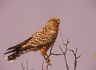 Greater Kestrel (Falco rupicoloides) 4543
