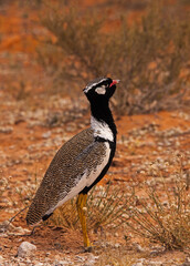 Northern Black Korhaan Eupodotis afraoides 4546