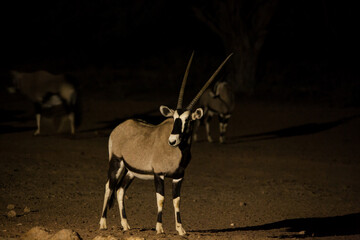 Oryx at night 4372