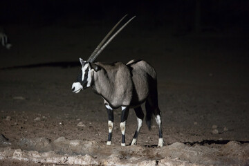 Oryx at night 4375