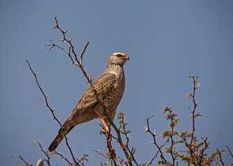 Southern Pale Chanting Goshawk Merielax canorus Juvenile 4519