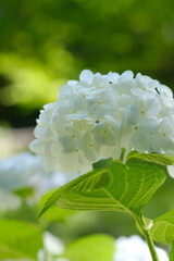 白い紫陽花