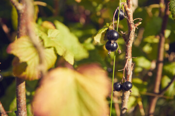 Porzeczka czarna, Ribes nigrum L. © Marcin Łazarczyk