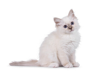 Cute Sacred Birman cat kitten, sitting up side ways. Looking towards camera with breed typical blue...