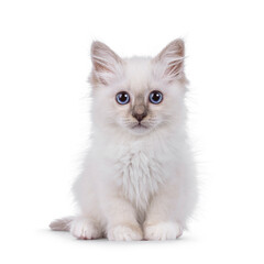 Cute Sacred Birman cat kitten, sitting up facing front. Looking towards camera with breed typical...