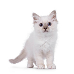 Cute Sacred Birman cat kitten, standing facing front. Looking towards camera with breed typical blue eyes. Isolated on a white background.