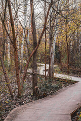 Forest with path 