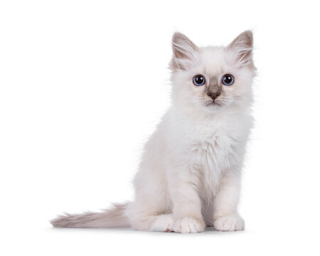 Cute Sacred Birman cat kitten, sitting up facing front. Looking towards camera with breed typical blue eyes. Isolated on a white background.