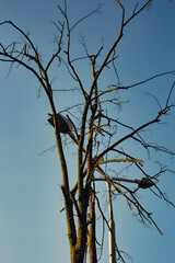 bird on a tree