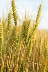 Golden wheat field in summer

