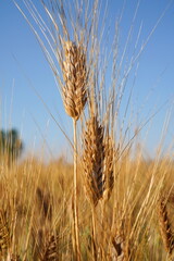 Golden wheat field in summer

