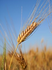 Golden wheat field in summer

