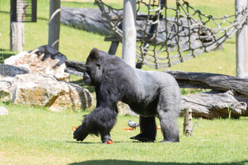 A large gorilla walks through a grassy area