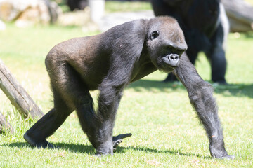Naklejka premium A large gorilla walks across a grassy field