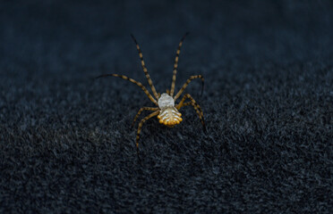 Big yellow spider