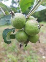 madeira island, nature, background, outdoor, green, mountain, plants, day, tourism, portugal, travel,