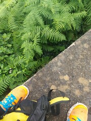 madeira island, nature, background, outdoor, green, mountain, plants, day, tourism, portugal, travel,