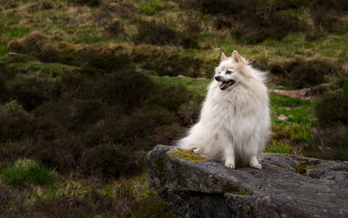 Cream colored Pomeranian posing on a rock out crop