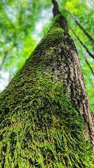 fern on the wall © Petrus