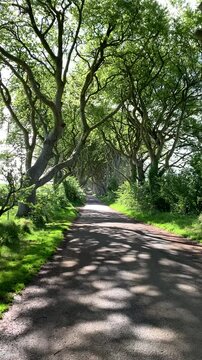 A mesmerizing video of the Dark Hedges in Northern Ireland, featuring the iconic avenue of intertwining beech trees creating a natural tunnel.