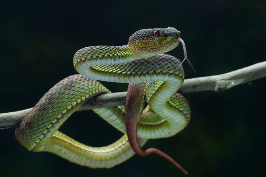 close up of a snake Venomous  green viper reptile 