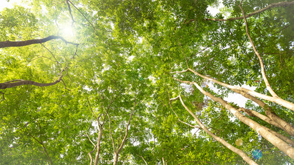 A tree with many branches and leaves is shown in the sunlight