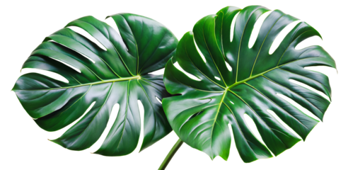 Two large monstera leaves