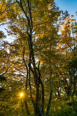 Fototapeta premium 紅葉の小諸城址 懐古園