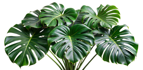 Close-up view of lush green monstera leaves