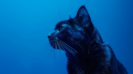 a cat in a blue light