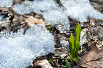 From the snow emerges a green plant, thriving in the cold environment
