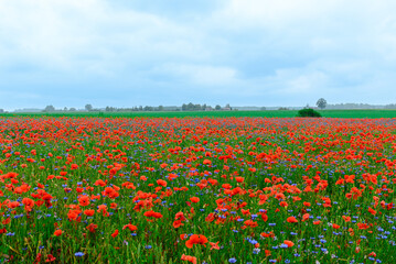 Poppy field flower plantation rural summer landscape.