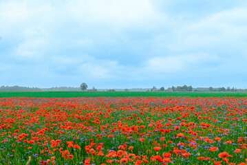 Poppy field flower plantation rural summer landscape.