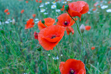 Poppy red flowers in the summer meadow close up.