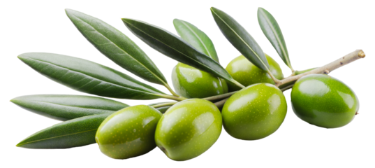 Fresh green olives on an olive branch