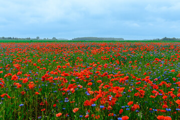 Poppy field flower plantation rural summer landscape.