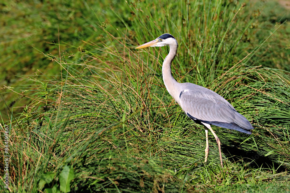 Wall mural Heron