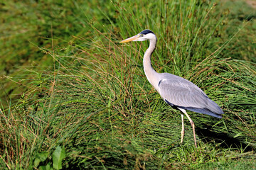 Heron