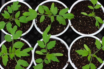 Top view of organic tomato seedlings in plastic containers growing indoors. Green plants prepared for a greenhouse. Agriculture concept, seasonal product.