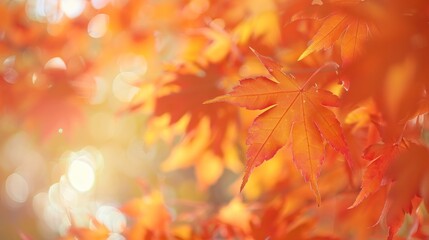 orange tree leaf in autumn with blur background