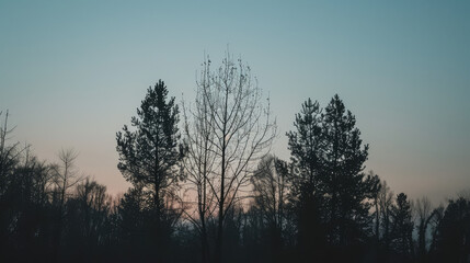 Fototapeta premium Silhouettes of trees against the fading evening sky