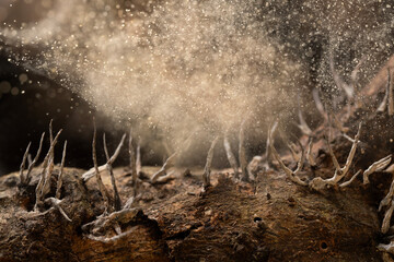 The fungus is releasing spores in the Tropical rainforest. © apisitwilaijit29