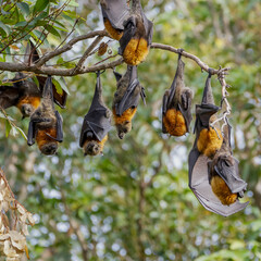 A bunch of fruit bats